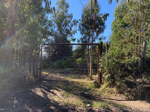 Campo Forestal Sector Centinela