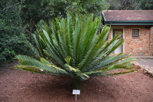 Encephalartos Lebomboensis (cyca De Coleccion)
