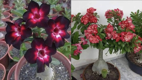 Rosas Del Desierto Adenium Obesum Varigados, 15 Pzs Completo