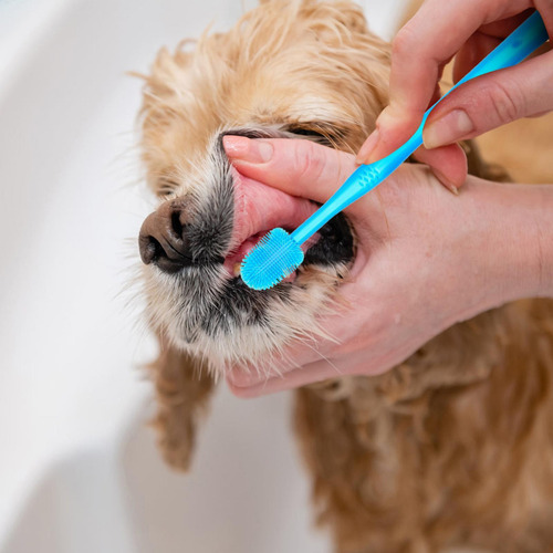 De Dientes Para Mascotas Cepillado De Dientes Limpieza De Di