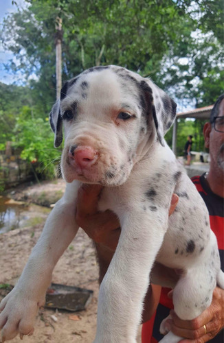 Filhotes De Dogue Alemão Arlequim Olhos Azuis