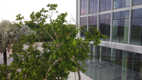 Imagen 29 de 30 de Venta Oficinas Playa Del Carmen Humana Workcenter