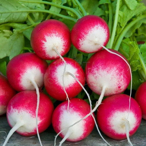 Semillas De Rabanito Punta Blanca | La Huerta Orgánica