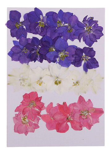 2 X 20 Piezas Flores Prensadas Real Delphinium Flores Secas