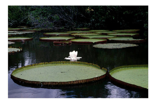 3 Semillas De Lily Gigante - Victoria Amazonica Codigo 599