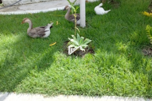Imagem 11 de 13 de Boa Opção De Chácara Com Piscina No Jardim Coronel
