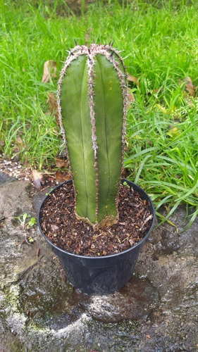Imagen 5 de 6 de Órgano Planta Cactus De Colección Rara Exótico Suculenta