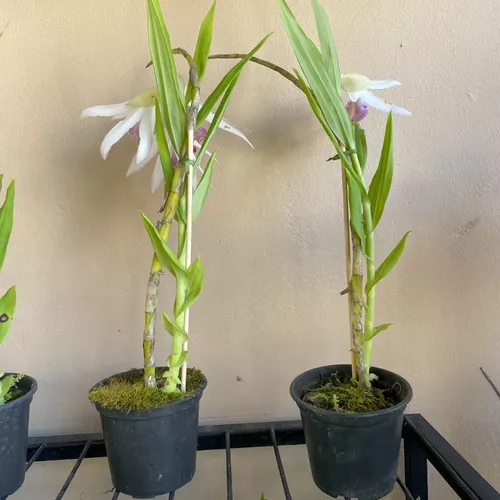 Orquídea Terrestre Exótica Thunia Marshalliana Roxa Coleção | Orquidário  Shirozu