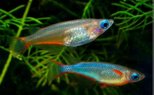 Peixe Ricefish ( Oryzias Woworae ) Pact Com 5