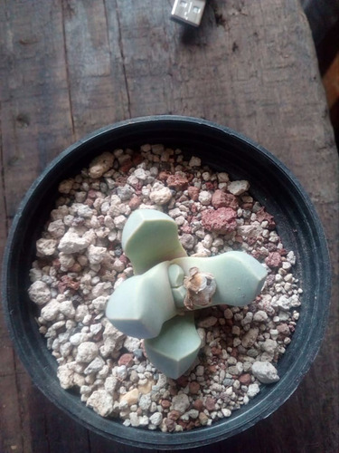 Imagen 4 de 4 de Lapidaria Margaritae , Mta 3 Inch , Piedra Viviente Lithops