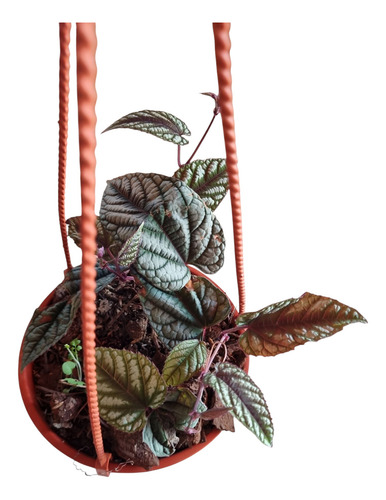 Cissus Discolor