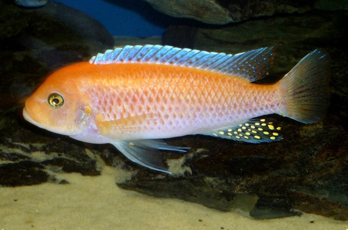Imagen 7 de 10 de Combo De 8 Peces Africanos (agua Templada)