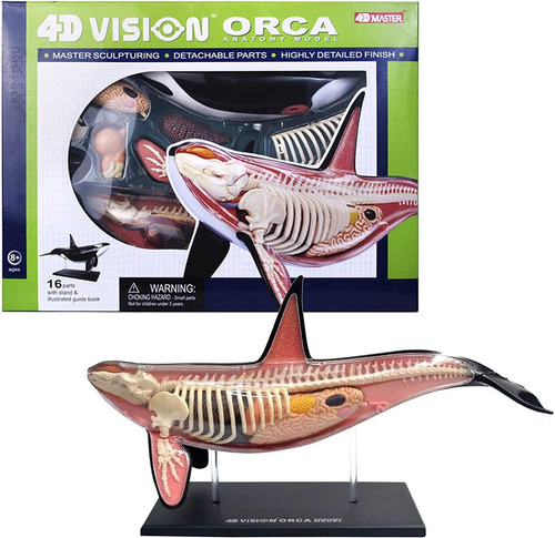 Tedco 4d Anatomical Model, Orca, Educational, For Children