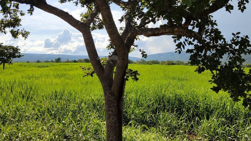 Imagem 7 de 20 de Fazenda Na Região De Rosário Oeste -mt