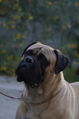 Bullmastiff 