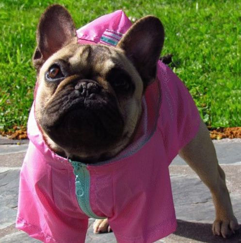 Piloto De Lluvia Para Perro Rompeviento Medianos Chicos
