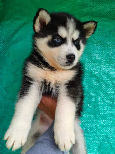 Imagen 7 de 10 de Husky Siberianos