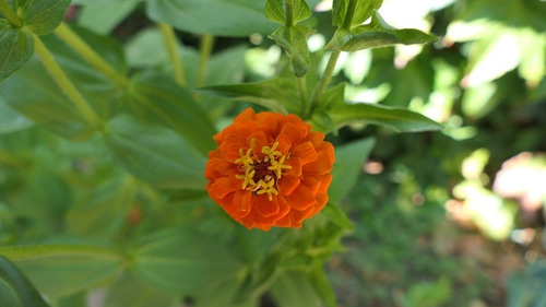 Semente De Zinnia Califórnia Laranja