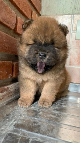 Imagem 2 de 5 de Filhotes De Chow Chow Machos