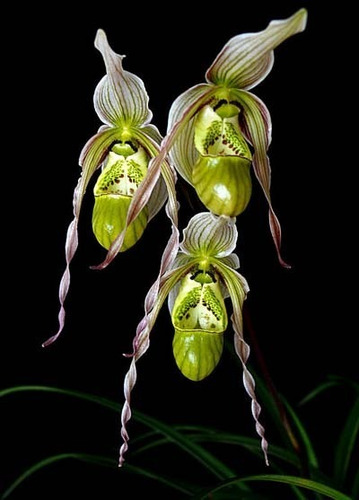 Orquidea Phragmipedium Pequeña Exotica Maceta Zapatito Bebe | Cuotas sin  interés