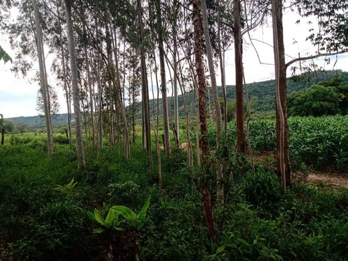 Imagem 29 de 30 de 14 Alqueires Região Angatuba Sp Com Casa Simples Bão Água Luz, Ótima Localização, 10 Km Angatuba Por Estrada Cascalhada Oportunidade... - St00037 - 68969916