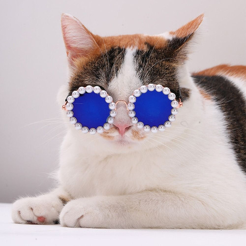 Gafas De Sol Para Gatos, Fotos, Accesorios, Gafas Para Masco