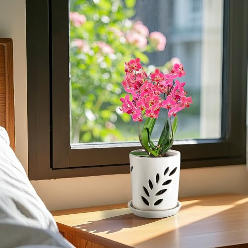 Maceta De Orquídea De Cerámica 4 Con Agujeros Y Platillo