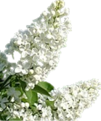 Lilo Blanco -syringa Vulgaris Alba-