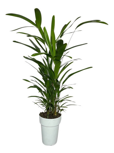 01 Muda Planta Raphis Excelsa Rafia Touceira Palmeira Ráfis