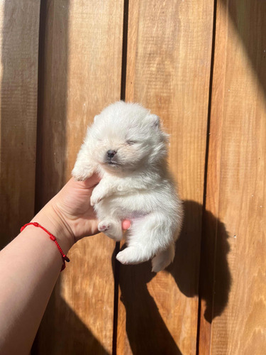 Cachorra Pomerania Inscrita En Puerto Montt