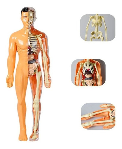28,5 Cm Anatomia Humana Torso Esqueleto Modelo Brinquedo