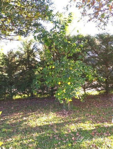 Imagen 16 de 17 de Venta - Casa En El Rocío