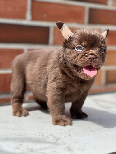 Bulldog Frances Fluffy Precio Colombia