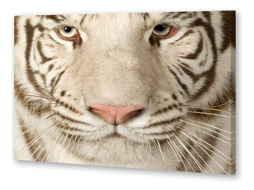 Cuadro 16x24cm Felinos Tigre Blanco Adulto Mirando Frente