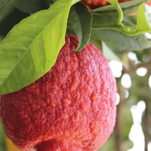 Limón Rojo Diablo, Rápida Producción