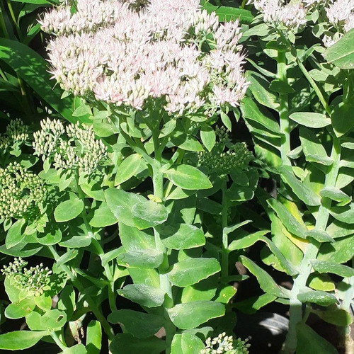 Hylotelephium Spectabile Telefío, Sedum De Otoño 3lts