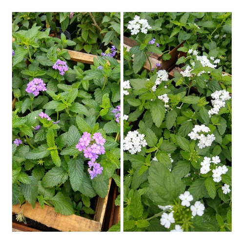 Verbena De Jardin - Pleno Sol - Maceta 12