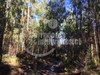 Imagen 5 de 14 de Sitio Forestal En Venta En Curacautín