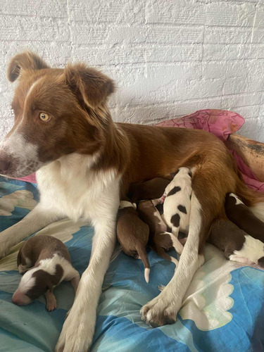 Cachorros Border Collie