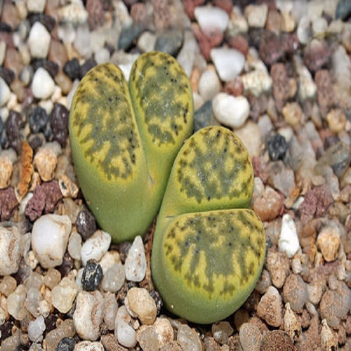 15 Semillas Cactus Lithops Bromfeldii C362 + Guía
