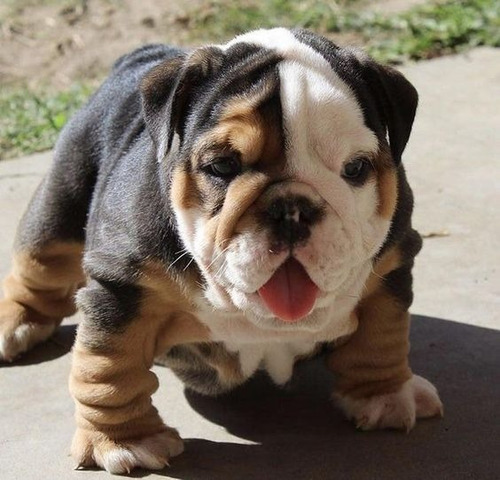 Perros Cachorros Bulldog Inglés Bull Dog Ingles Perritos 