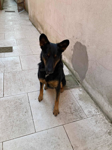 Imagen 3 de 5 de Se Da En Adopción Perro Mediano 5 Años