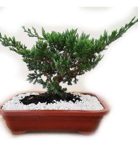 Imagem 1 de 5 de Bonsai Tuia Jacaré - Juniperus - Com 3 Anos Para Iniciante!!