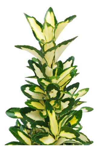 Evonimus Maculata Aurea 3l X 3u. Arbusto Cerco Vivo
