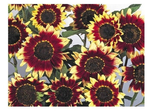 Semillas Girasol Pastiche Rojo 100% Natural Exotico