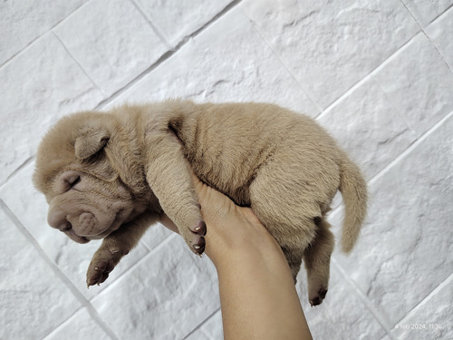 Cachorrito Shar Pei Hembra Lila