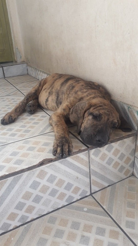Imagem 1 de 4 de Filhote Fila Brasileiro