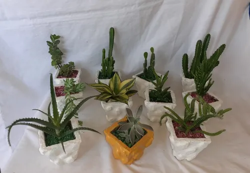 Minicactus Y Suculentas