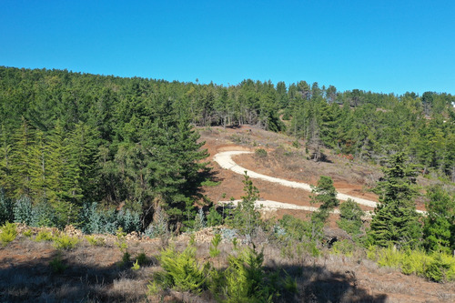 Mar Y Bosque Sobre Punta De Lobos