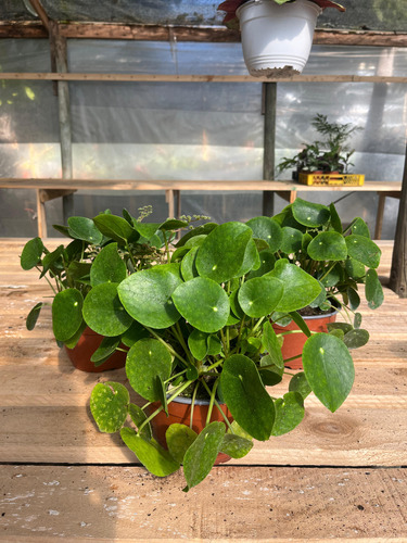 Pilea Peperomioides Plantas De Interior